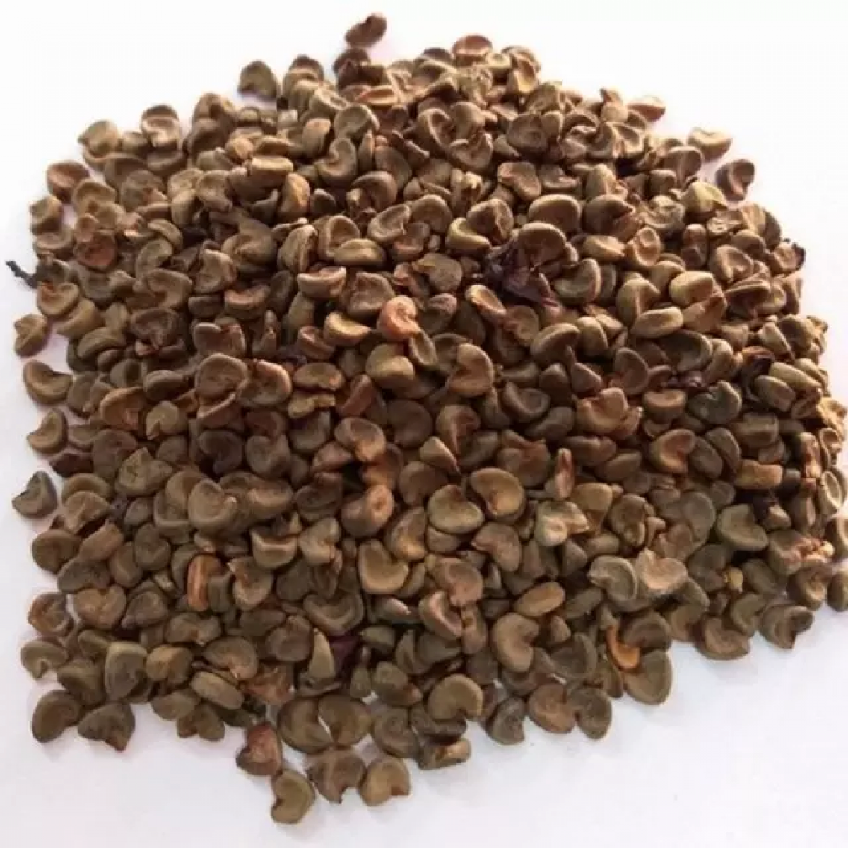 Hibiscus Seeds