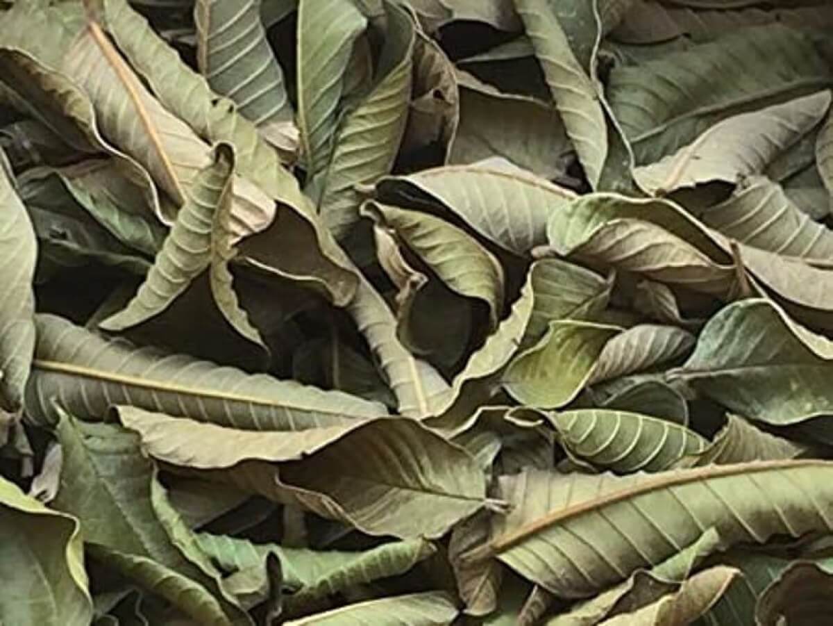 Dried Guava Leaves