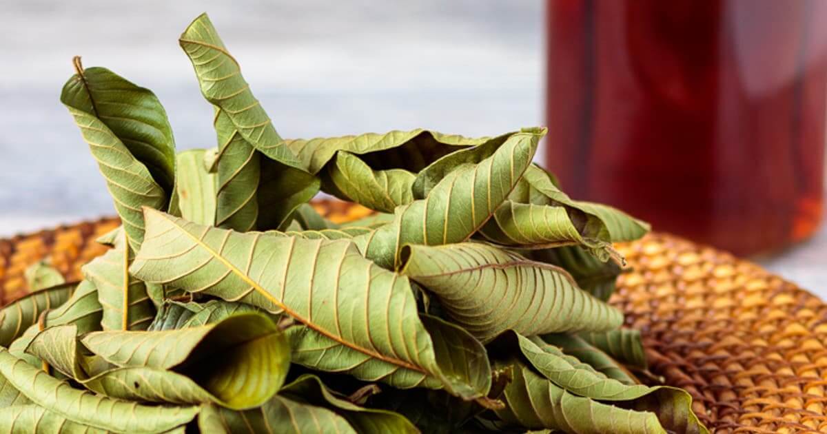 Dried Guava Leaves